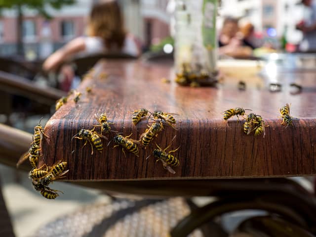 British Pest Control Association (BPCA) warning that wasps feeding on fermented fruit can become inebriated, more aggressive and more likely to sting