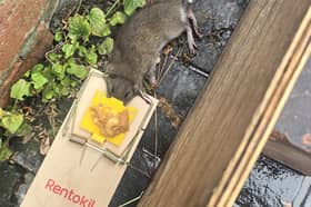 A Preston homeowner has claimed he and his wife have been left living with constant anxiety over a rat infestation. 