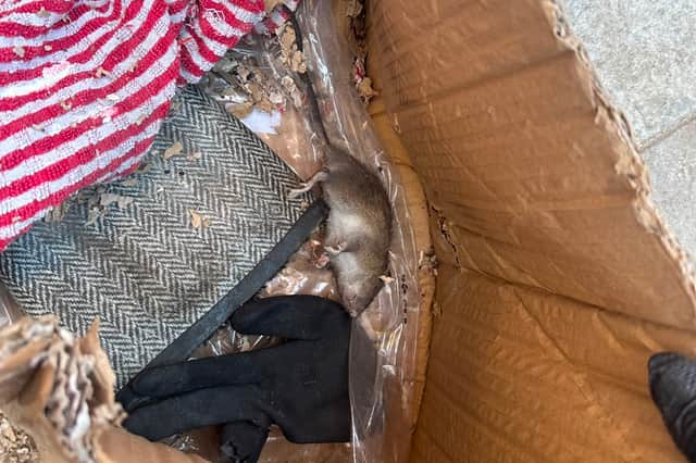 A family of rats have moved into our home and no one is doing anything ...