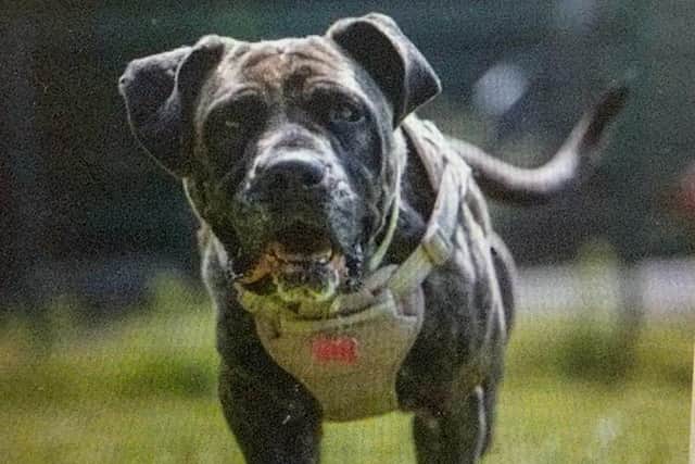 Adorable five-year-old Mastiff Zola who has been in RSPCA care for 196 days with no interest