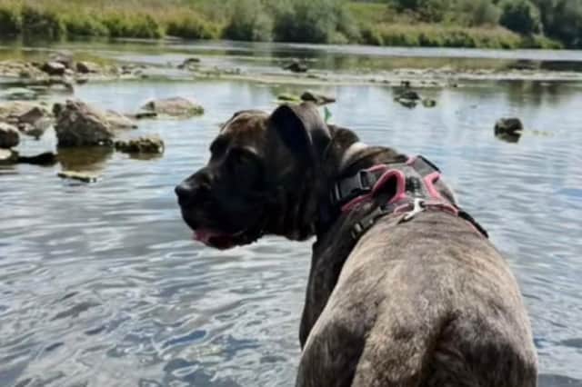 The cute video shows Zola running around happily playing outside.