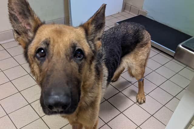 Four-year-old Bella was shaking and unresponsive when she was rescued from a property in Lancashire by the RSPCA and rushed for emergency treatment.