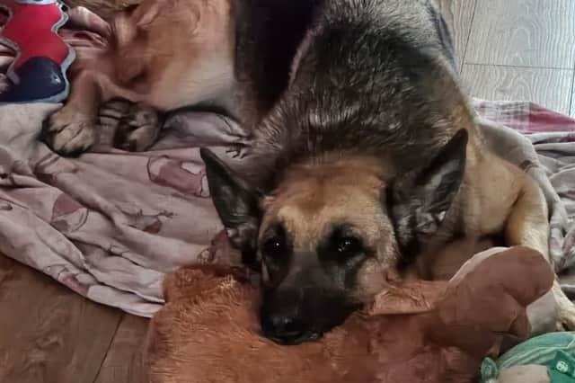 Bella loves playing with her toys at her new home.