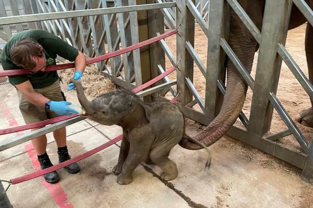 Zaiya the elephant as a baby