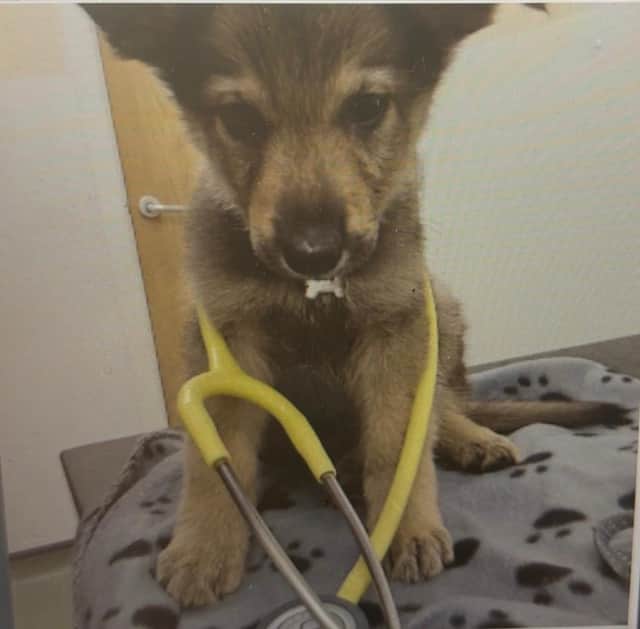 An exciting new chapter awaits staff and visitors at Chorley Vets in the form of an expansion.