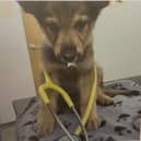 An exciting new chapter awaits staff and visitors at Chorley Vets in the form of an expansion. 