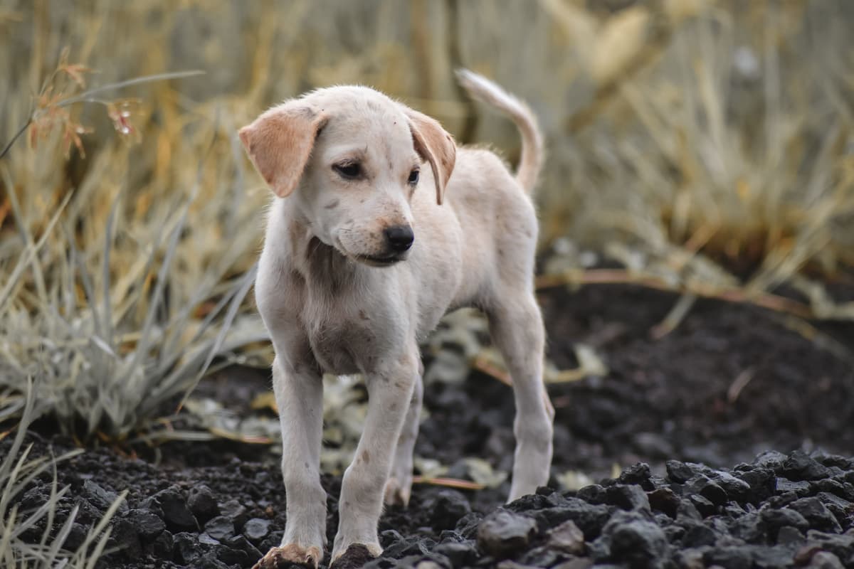 Lancashire dog walkers warned to keep pets away from sick birds this ...