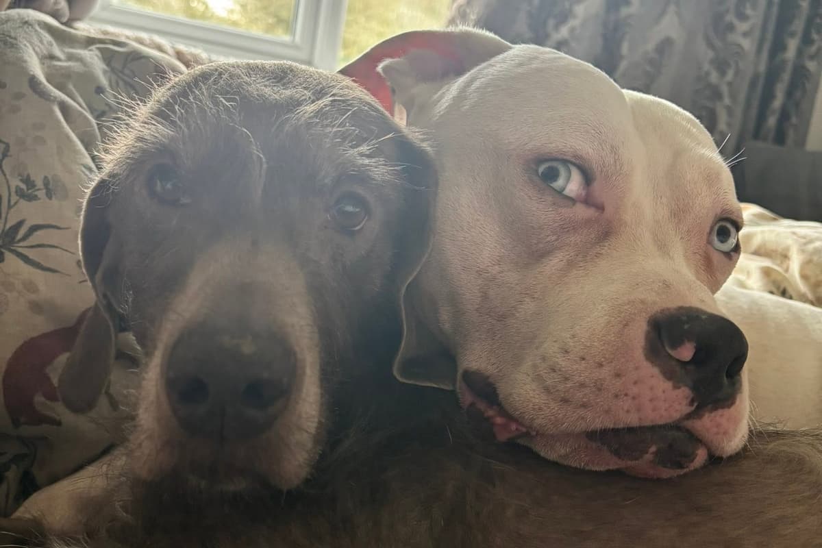 Der gerettete XL-Bully-Hund Mouse benötigt 8.000 Pfund für eine ...