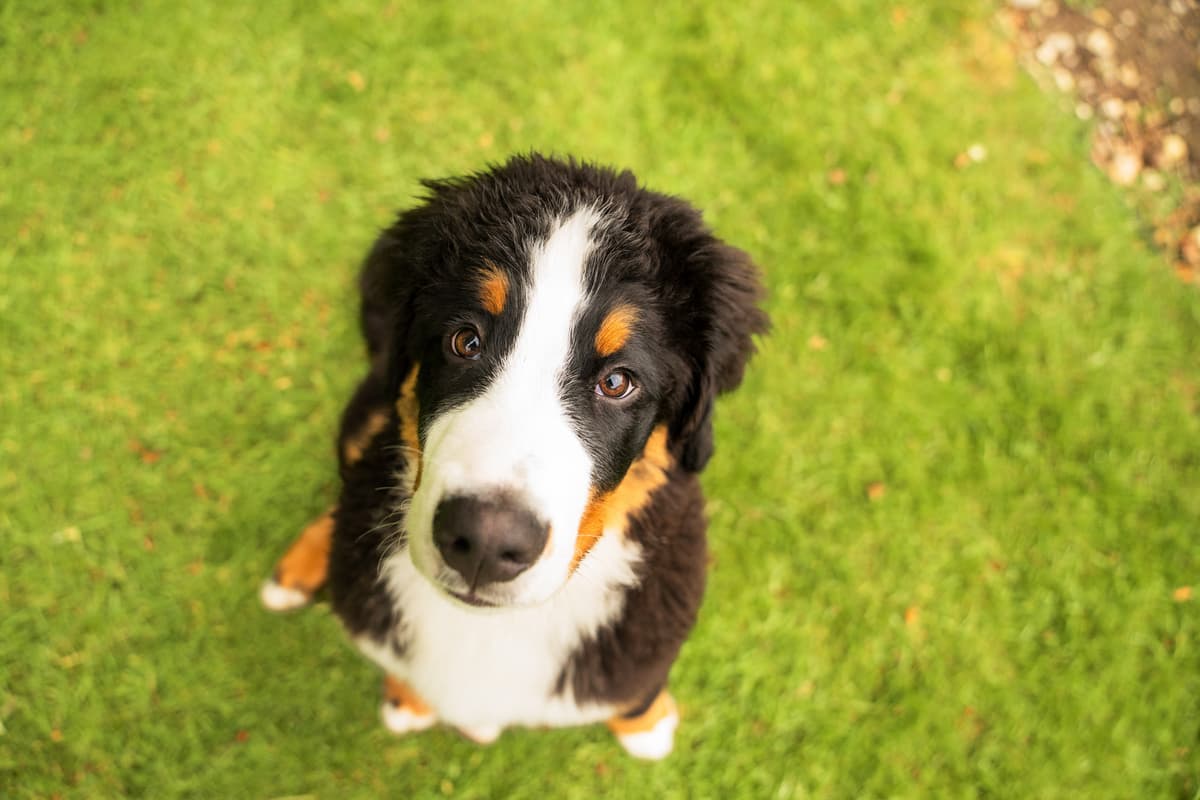 Kleine Veränderungen, die erklären könnten, warum Ihr Hund langsamer wird