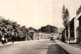 Victoria Road, Walton-le-Dale, around 1936, showing the historic lime trees which are now at the centre of a battle over plans for new flood defences