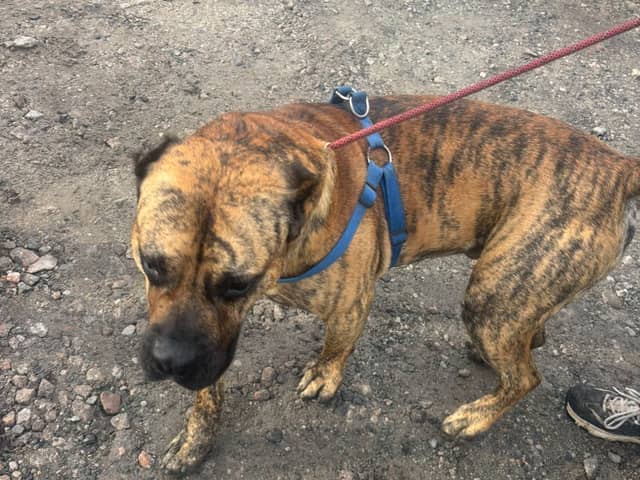 The dog was found distressed on the Leeds-Liverpool Canal, close to Moorgate Street in Blackburn, at 4.30am today.