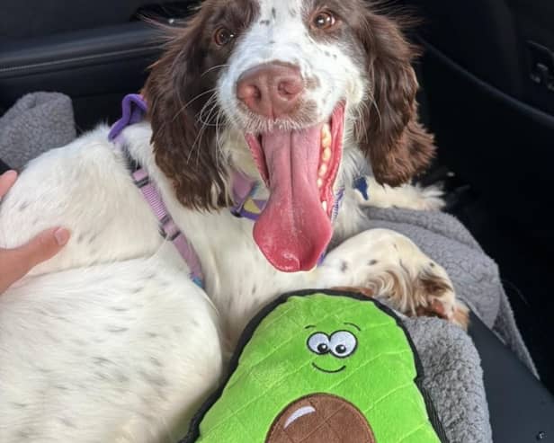 After being left with other Spaniels in cramped conditions and squalor in a home in Doncaster Phoenix has a new and happy life now with people who love her in Preston 