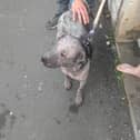 Bonnie was left to suffer for a month.