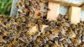 Preston Beekeepers Association's bees, with the queen in the centre