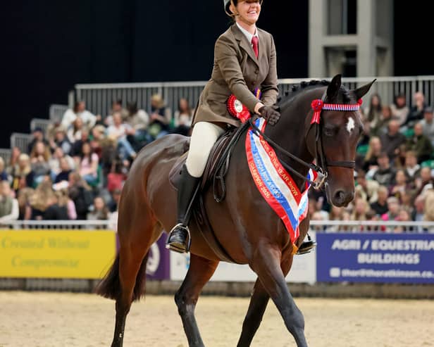 Sarah Clucas from Clayton-le-Woods and Alfie shone under the bright HOYS lights on Wednesday to take the win in the SEIB Insurance Brokers Search for a Star Riding Horse Championship.