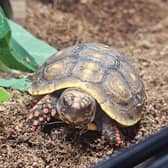 Shane Smethurst, 37, of no fixed address, has been charged with stealing two tortoises from Grinning Gecko exotic pet shop in Fylde Road, Preston, on Tuesday, October 6