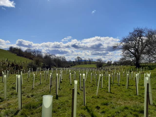A newly planted woodland on the outskirts of Colne, planted by Ribble Rivers Trust