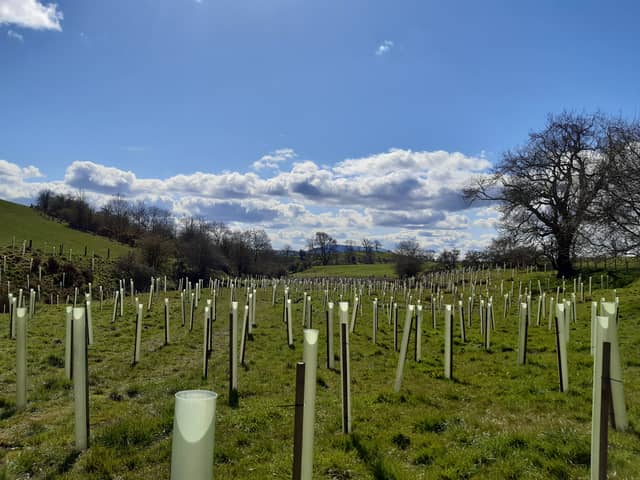 Tree planting in Lancashire