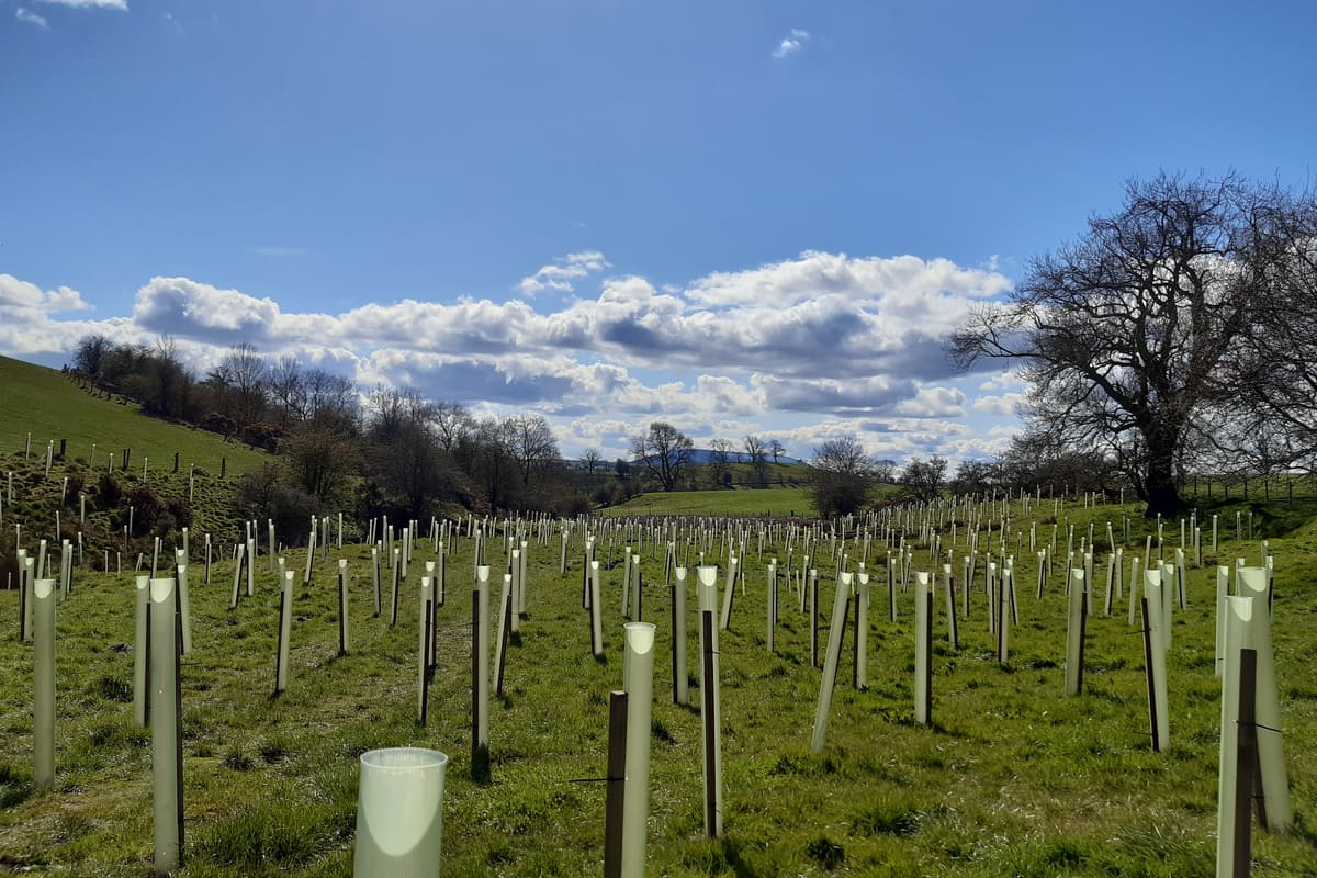The staggering number of trees planted in Lancashire this year - and why ...