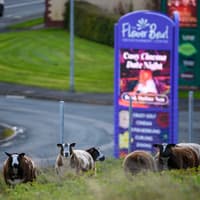 Yes there are sheep on the roof of The Flower Bowl near Garstang