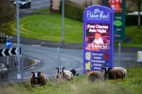 Sheep have returned to the roof of The Flower Bowl in Brock, Preston for the first time since the Covid pandemic in 2020. Photo: Kelvin Lister-Stuttard