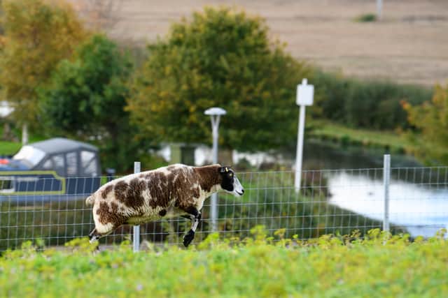 Sheep have returned to the roof of The Flower Bowl in Brock, Preston for the first time since the Covid pandemic in 2020. Photo: Kelvin Lister-Stuttard