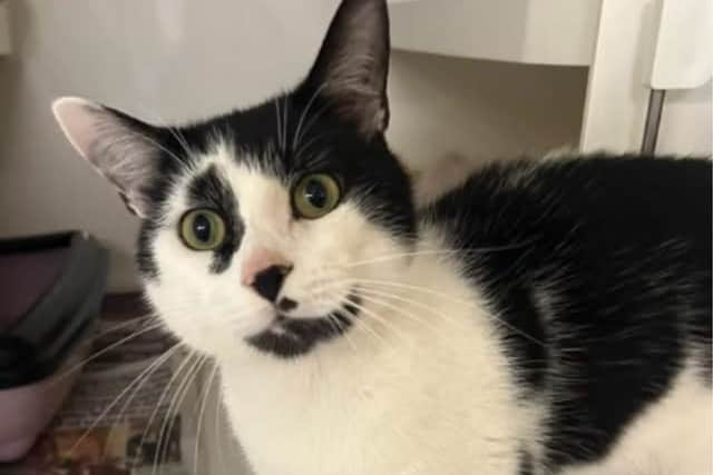 Adorable black and white cat Felipe from Lancashire has been looking for a new home for over 240 days after being abandoned by his previous owner.