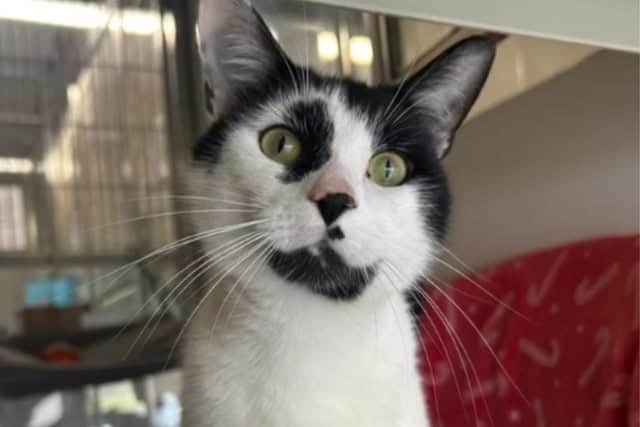 Staff at the rescue and rehoming centre in Old Toms Lane say he has really come out of his shell but is beginning to ‘lose his spark’ as he continues to watch other cats get adopted before him.