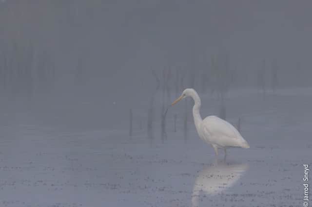 A great egret seen through the mist feeding at the lower pool at Leighton Moss.