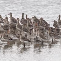 What’s on and days out: Enjoy winter wildlife walks and events at this Lancashire nature reserve