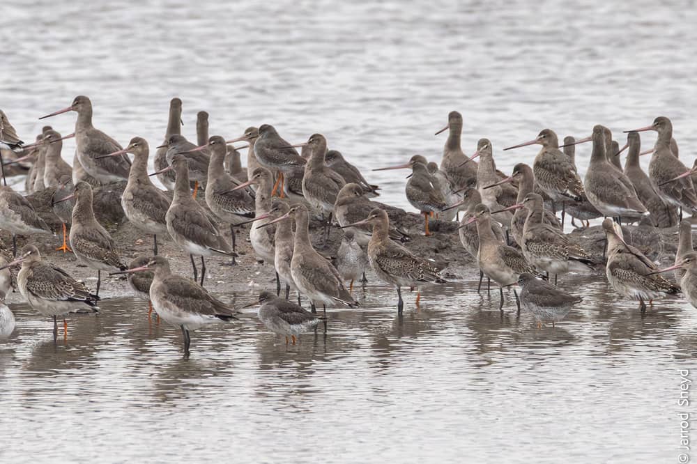 A flock of Black-tailed godwits seen at the Eric Morecambe pool, Carnforth Marsh, Morecambe Bay in October