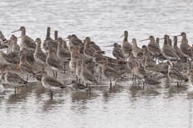 A flock of Black-tailed godwits seen at the Eric Morecambe pool, Carnforth Marsh, Morecambe Bay in October