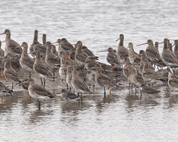 A flock of Black-tailed godwits seen at the Eric Morecambe pool, Carnforth Marsh, Morecambe Bay in October