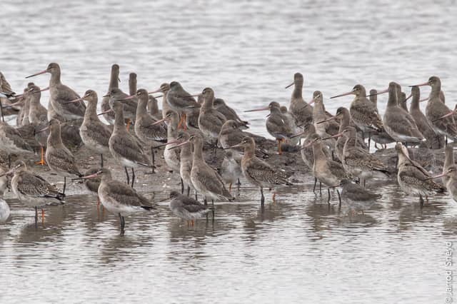 A flock of Black-tailed godwits seen at the Eric Morecambe pool, Carnforth Marsh, Morecambe Bay in October