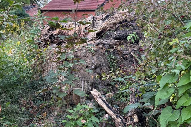 Remains of the fallen tree beside Longton Bypass. Pictured October 2026.