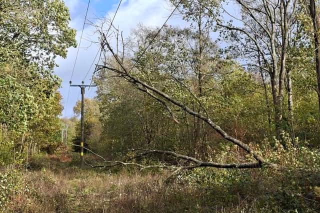 A fallen tree near overhead power lines 