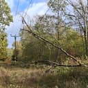 A fallen tree near overhead power lines 
