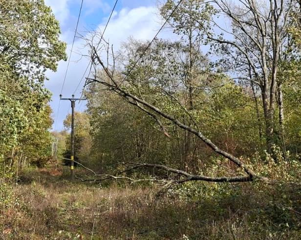 A fallen tree near overhead power lines 