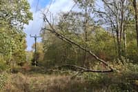 A fallen tree near overhead power lines 