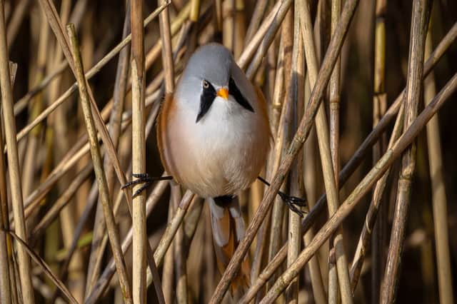 Bearded tits at Leighton Moss nature reserve in Lancashire, Oct 2026
