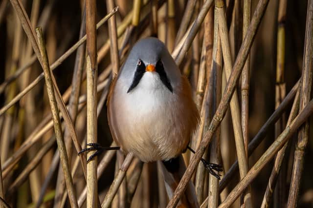 Bearded tits at Leighton Moss nature reserve in Lancashire, Oct 2026