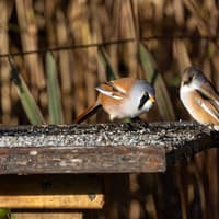 These amazing pictures of bearded tits were captured at Preston nature reserve
