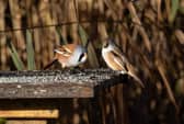 Bearded tits at Leighton Moss nature reserve in Lancashire, Oct 2026