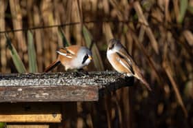 Bearded tits at Leighton Moss nature reserve in Lancashire, Oct 2026