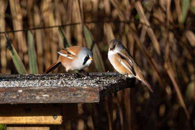 Bearded tits at Leighton Moss nature reserve in Lancashire, Oct 2026