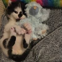 Tiny three-week-old kittens wandered on to the M55 motorway in Lancashire and only this little dot survived