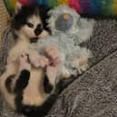 David, the sole surviving kitten from the M55 rescue, is now doing well in foster care.