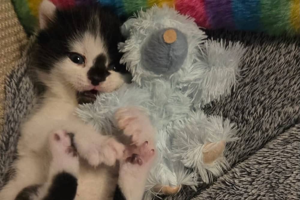 David, the sole surviving kitten from the M55 rescue, is now doing well in foster care.