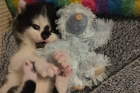 David, the sole surviving kitten from the M55 rescue, is now doing well in foster care.