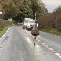 Watch as emu causes traffic disruption on Lancaster road near golf club